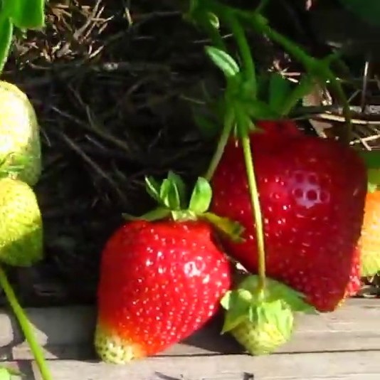 Земляника Кори